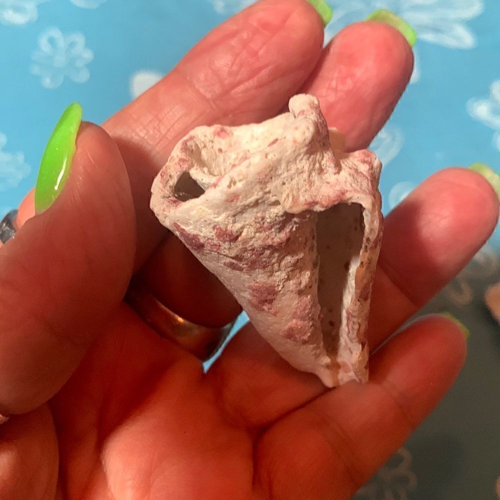 Bundle of Small Sea Shells From Bahamas - Picture 3 of 11